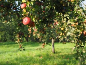 alte Obstsorten Äpfel