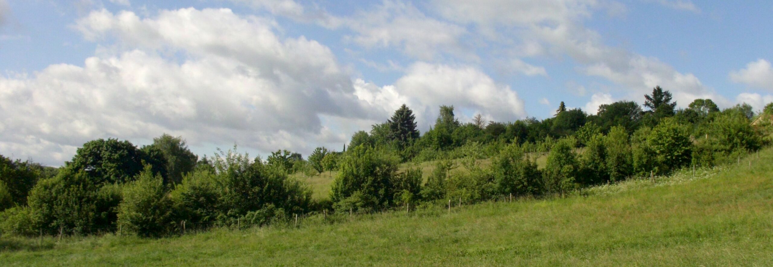 Blick auf die Heckenumrandung des Obstsortengartens der Oberlausitz 2017