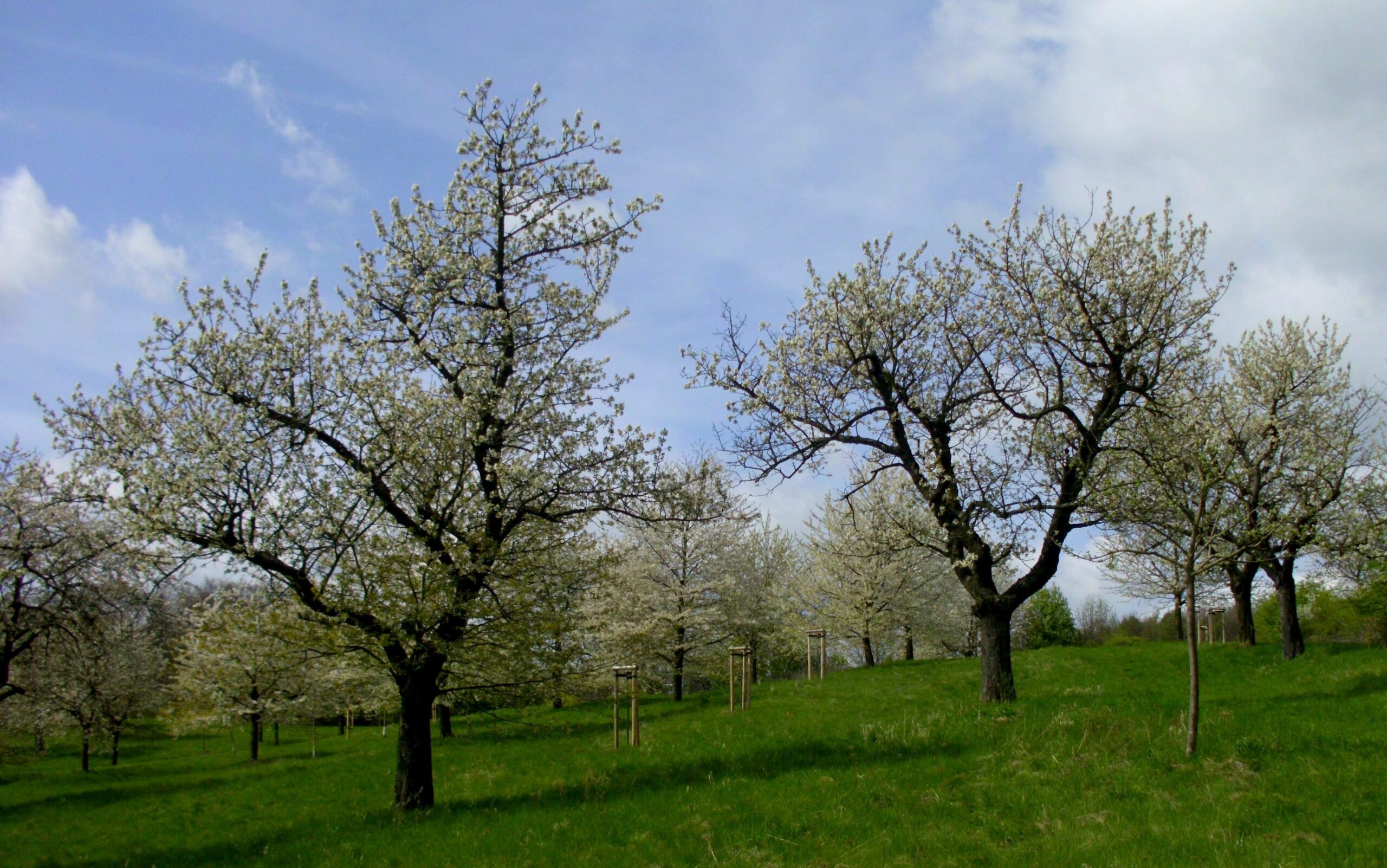 Bergfrieden-cut+bearbForWeb Streuobstwiese im Ostritzer Ortsteil Bergfrieden