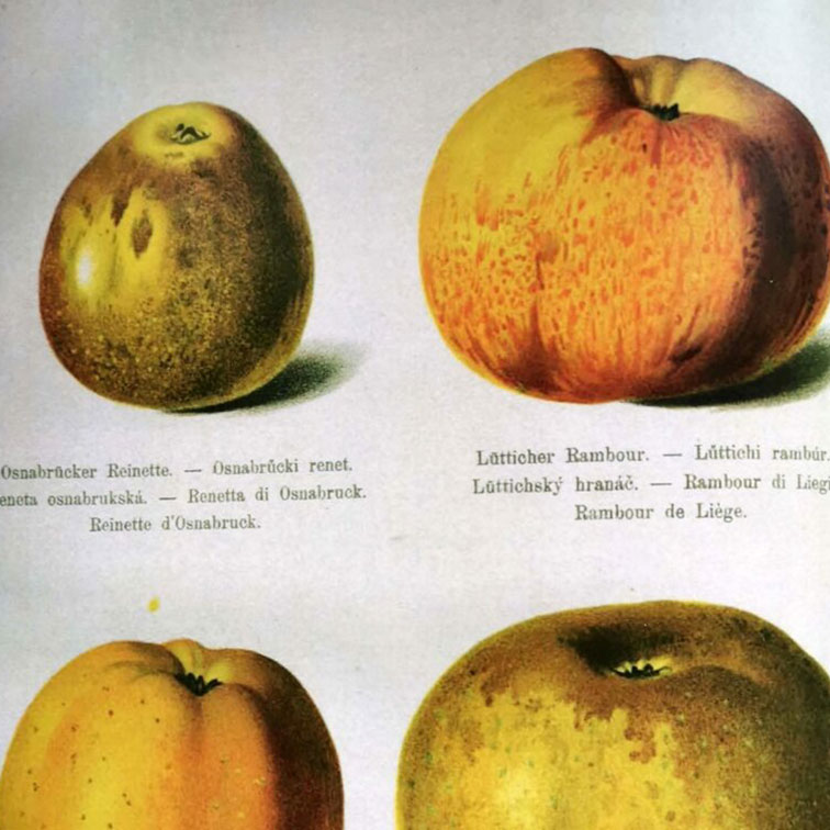 historische Apfeldarstellungen