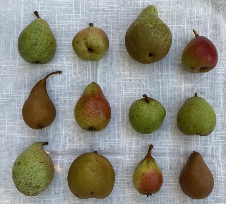 BIRNEN - www.oberlausitz-stiftung.de