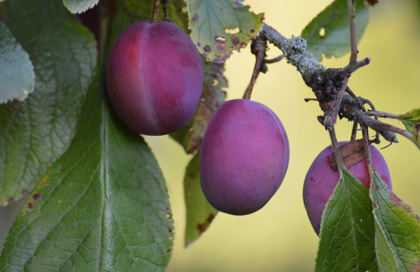 Pflaumen-am-Ast