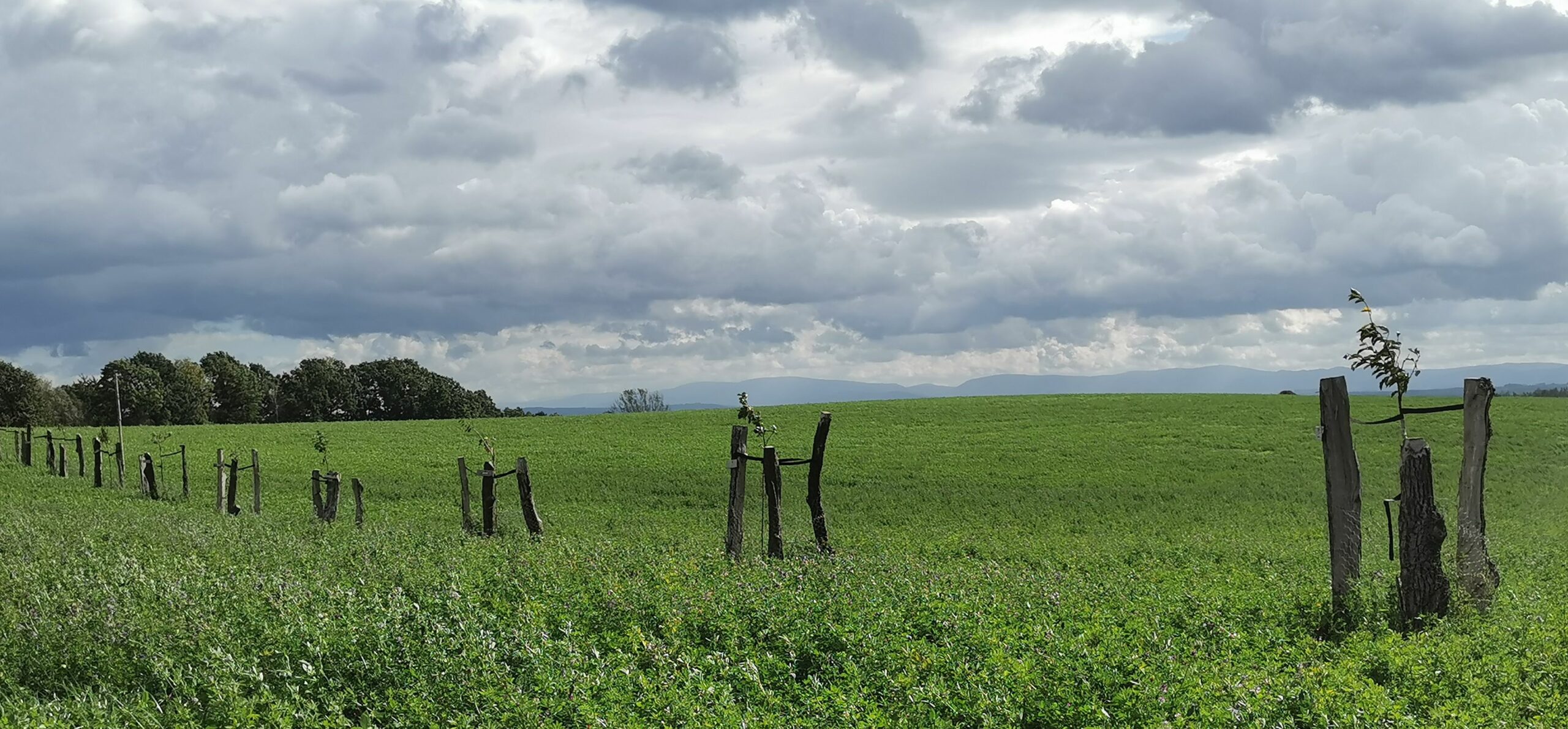 Obsthalballee am Windmühlenweg