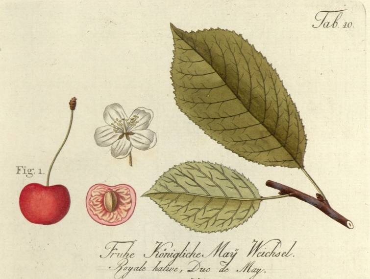 Kirschen Frühe königliche Maiweichsel