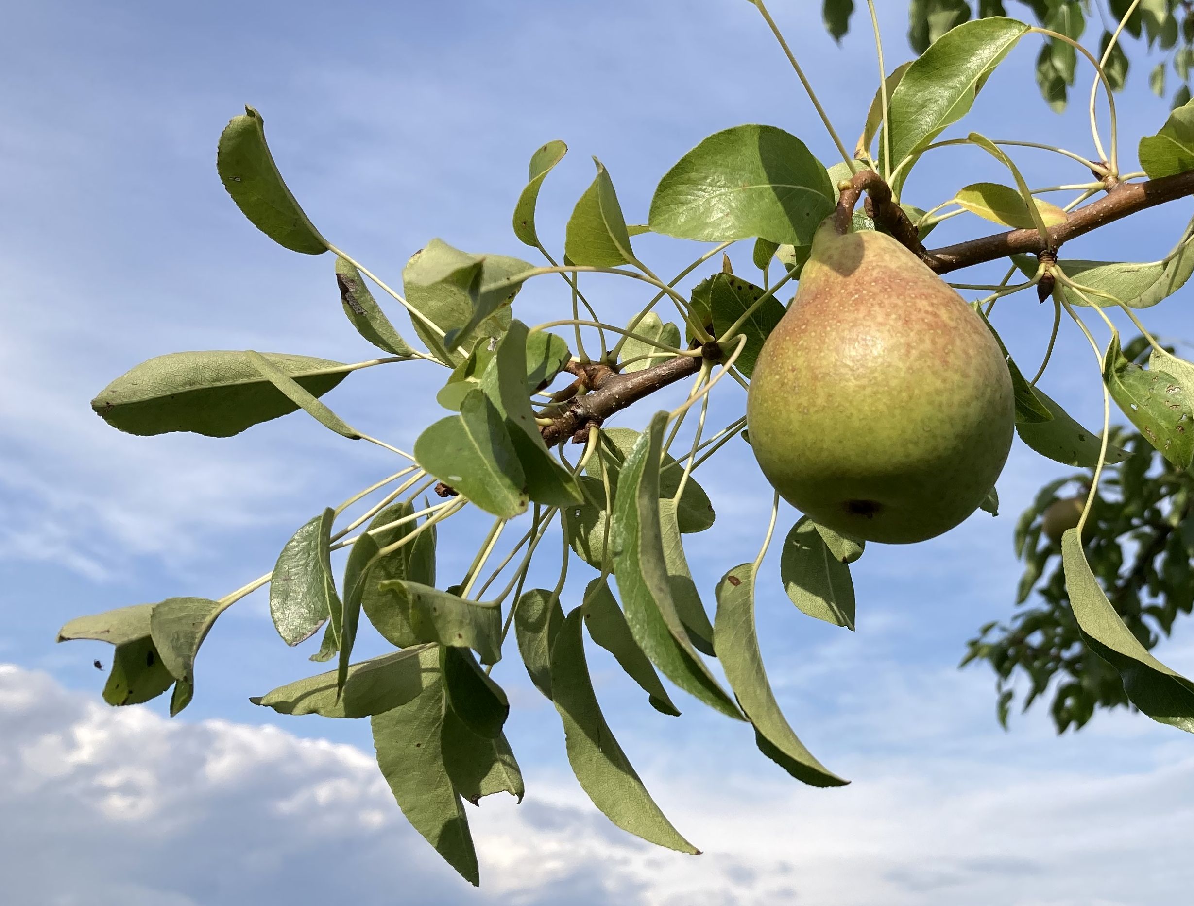 Sortenwahl Birne am Baum