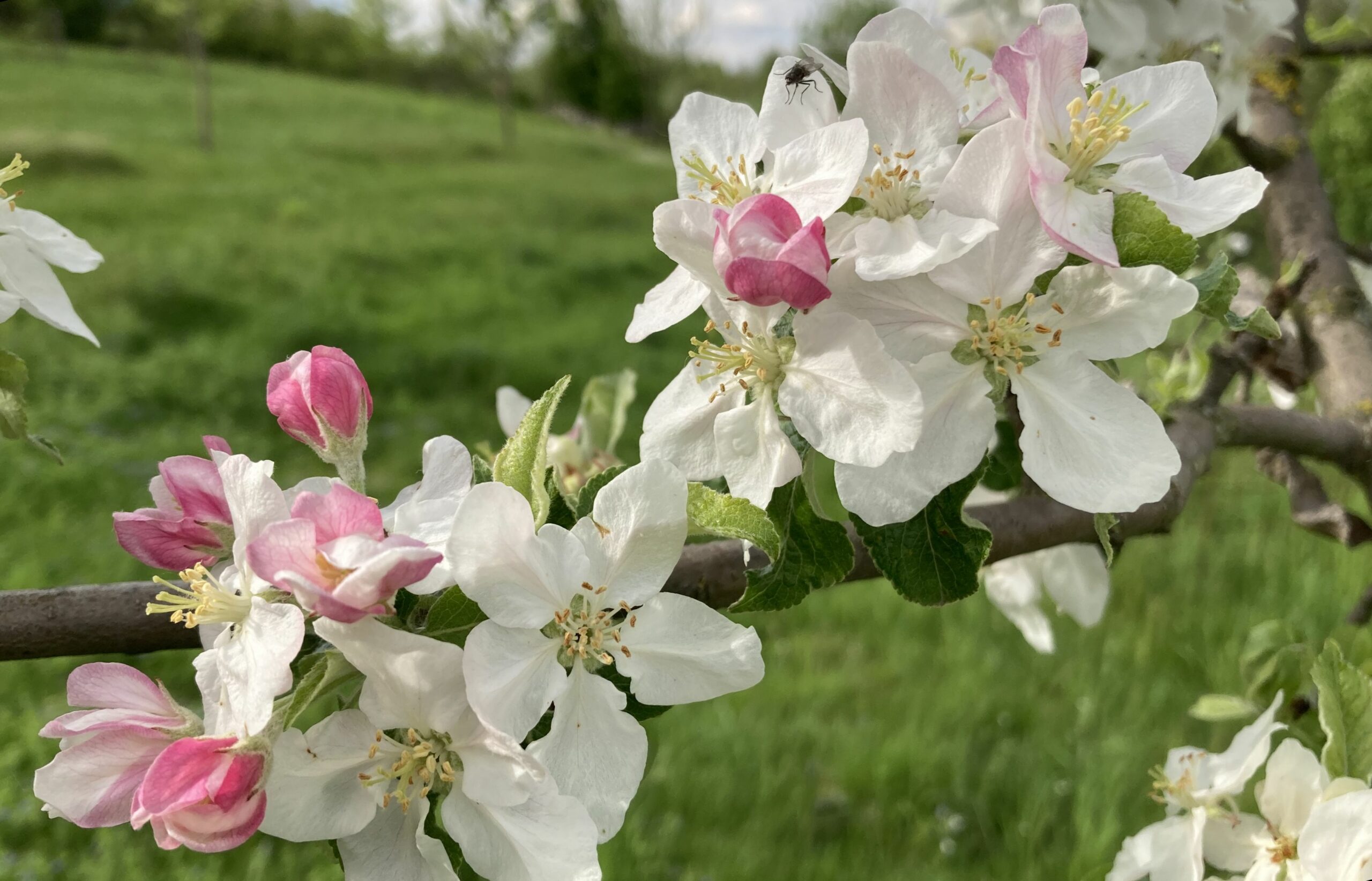 Sortenwahl Äpfel Foto Blüte Zuccalmaglio Renette