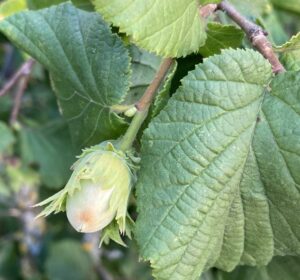 Haselnüsse Frucht unbekannter Sorte