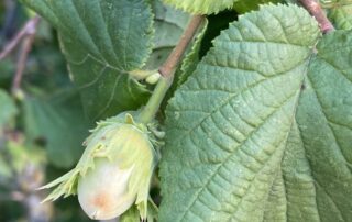 Haselnüsse Frucht unbekannter Sorte