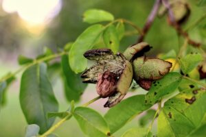 Walnüsse mit aufgeplatzter Schale am Baum