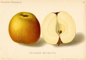 Historische Zeichnung Orleans Renette