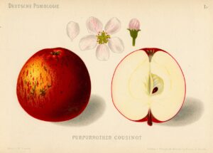 Historische Zeichnung Purpurroter Cousinot