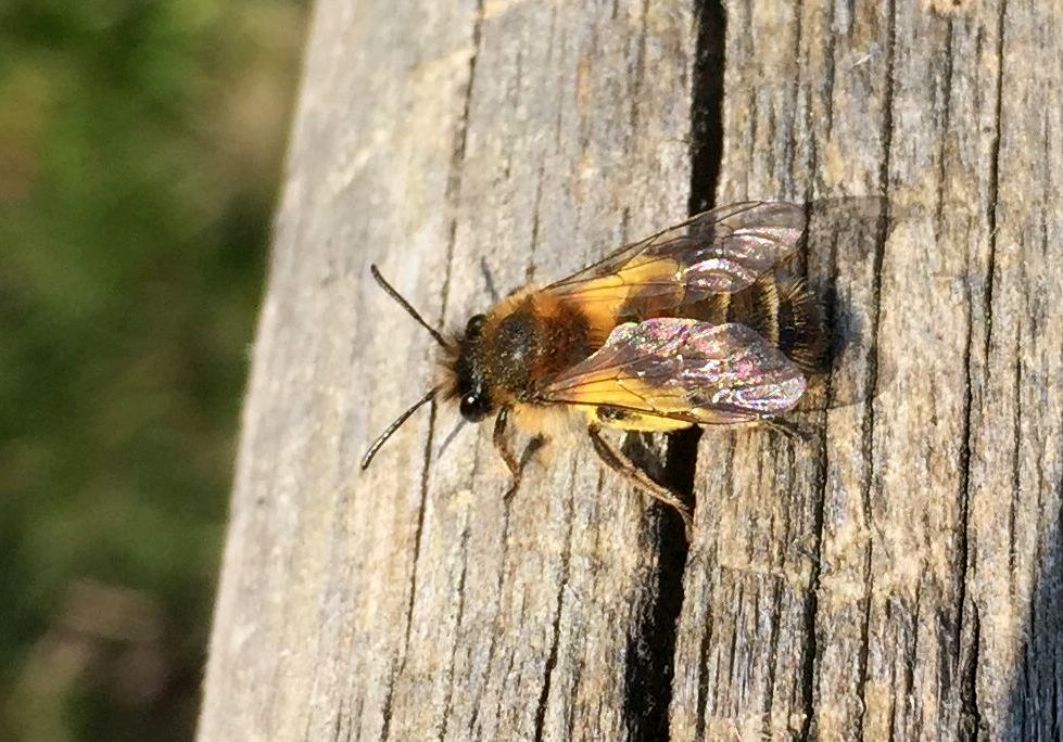 Mauerbiene-BeitragsbildWildbienen Mauerbiene im Obstsortengarten der Oberlausitz-Stiftung