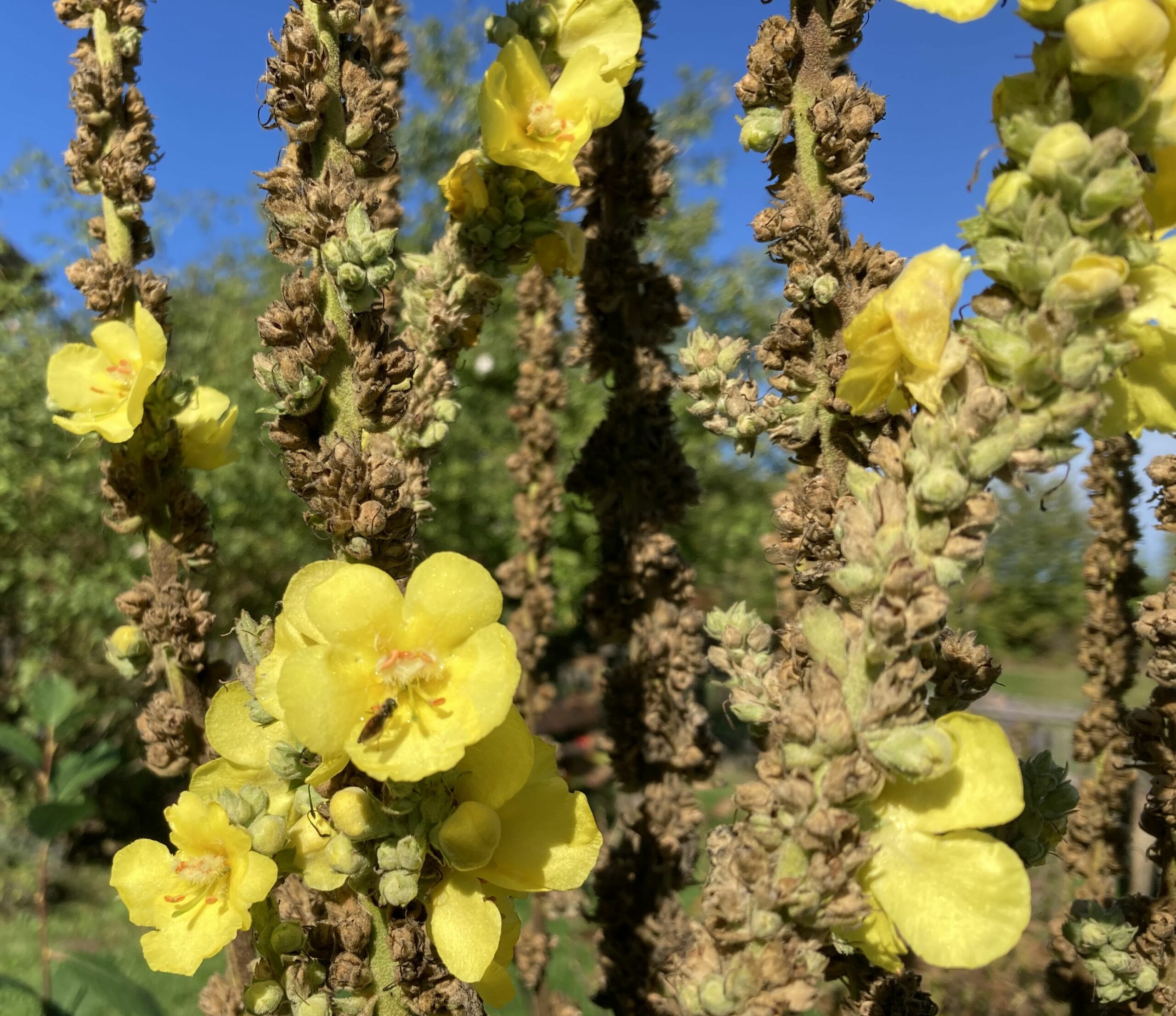 Verbascum-ProjektOrganismenerfassung Königskerze im Obstsortengarten der Oberlausitz in Ostritz OT Leuba