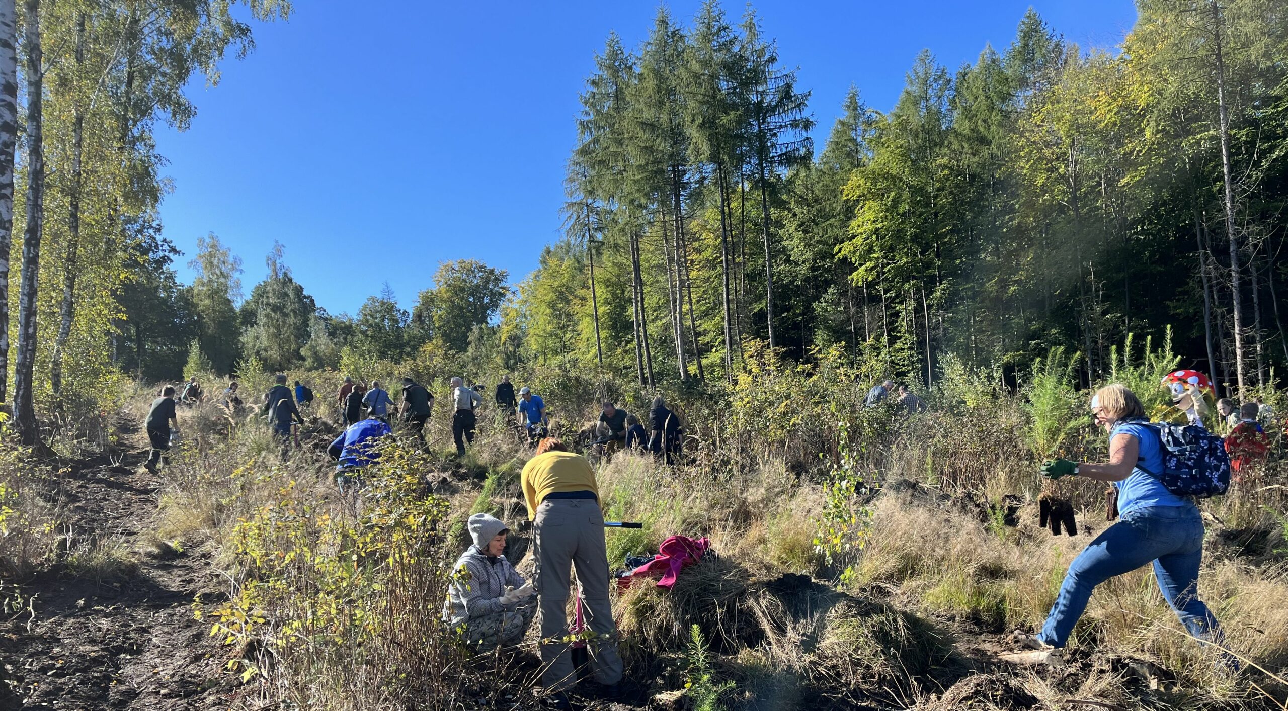 Zukunftswald-Pflanzaktion Mit Großer Beteiligung - Oberlausitz-Stiftung Zukunftswald-Pflanzaktion Mit Großer Beteiligung - Oberlausitz-Stiftung