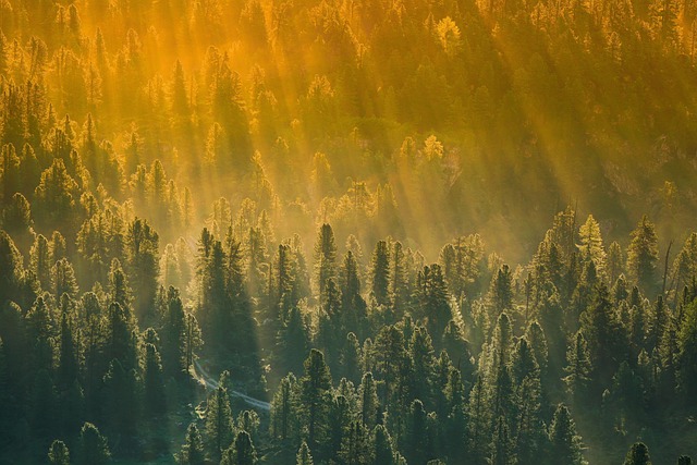 Wald der Zukunft - Zukunftswald