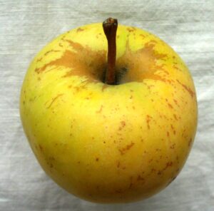 Gelbe sächsische Renette