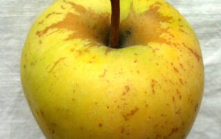 Gelbe sächsische Renette