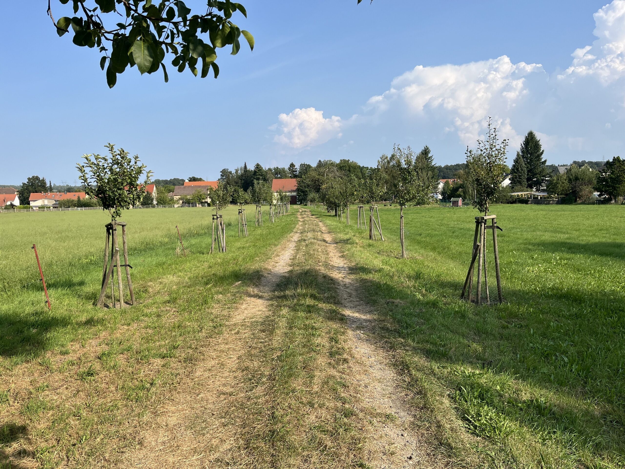 Ostritz Baumallee 2024