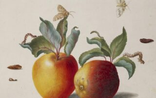 historische Darstellung zweier Äpfel mit Schädlingen