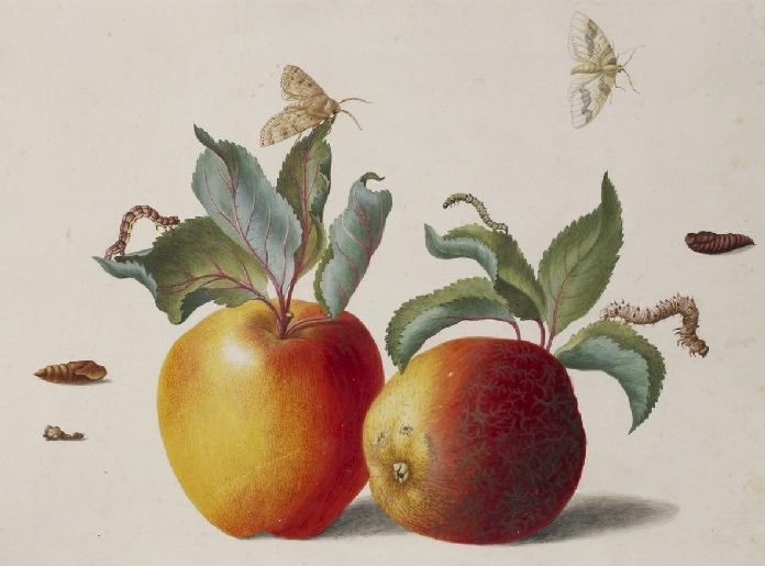 historische Darstellung zweier Äpfel mit Schädlingen