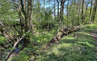 Blick zum Steinbach im Naturwald "Hirschgrund" bei Ostritz