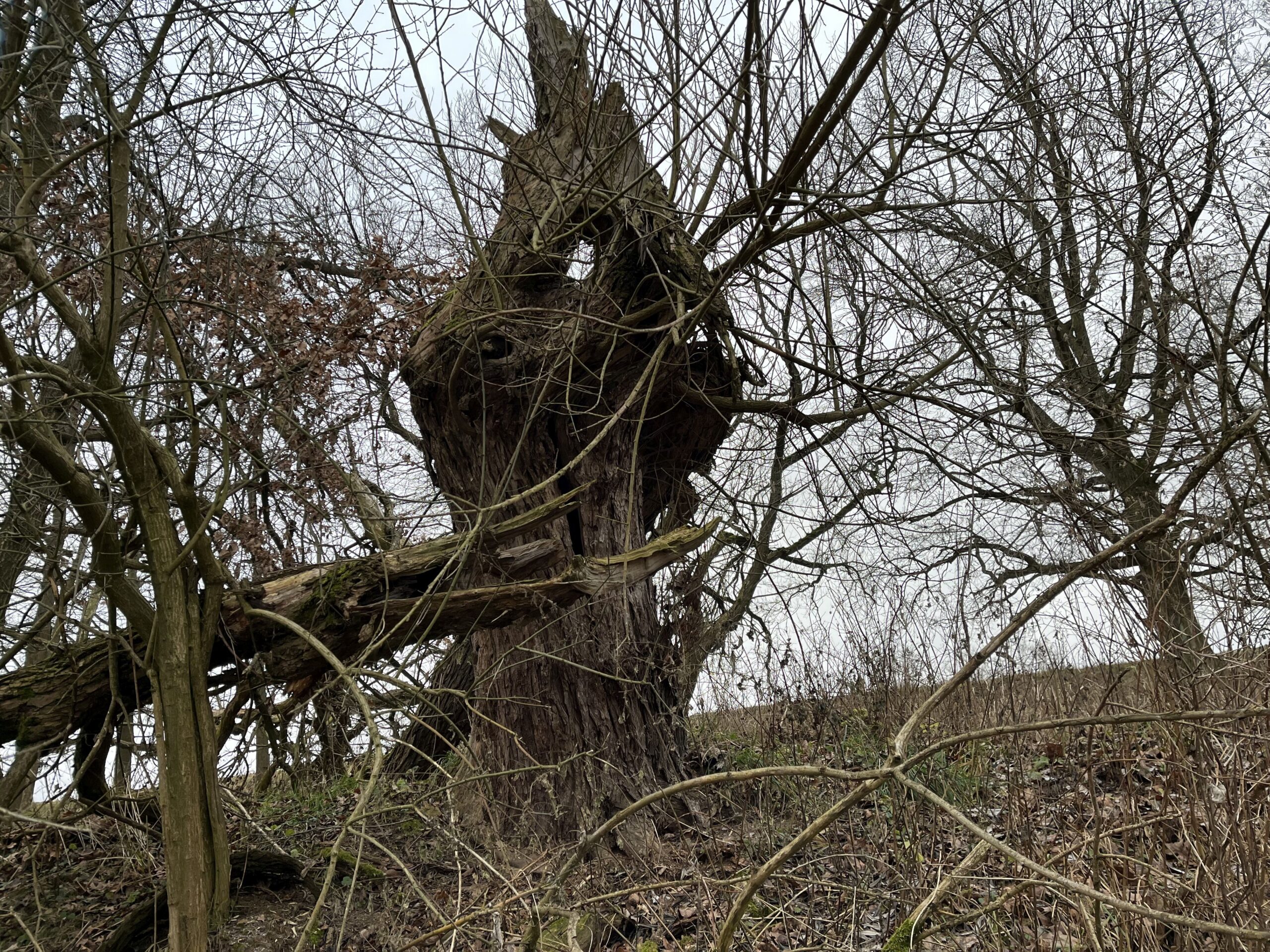 Hirschgrund-April-2025-b Totholz im Naturwald "Hirschgrund" bei Ostritz