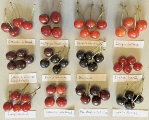 1Früchte von 12 Kirschsorten mit Namen im direkten Vergleich
