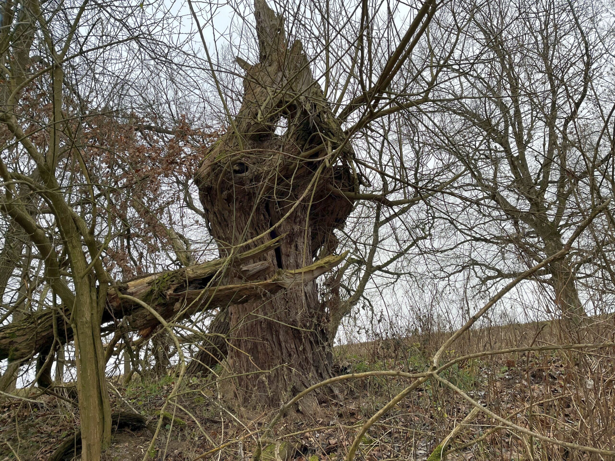 Hirschgrund-Totholz-aufrecht Naturwald Hirschgrund bei Ostritz, aufrechtes Totholz