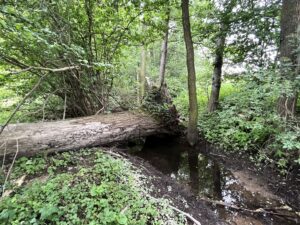 Naturwald Hirschgrund bei Ostritz, Steinbach wasserführend