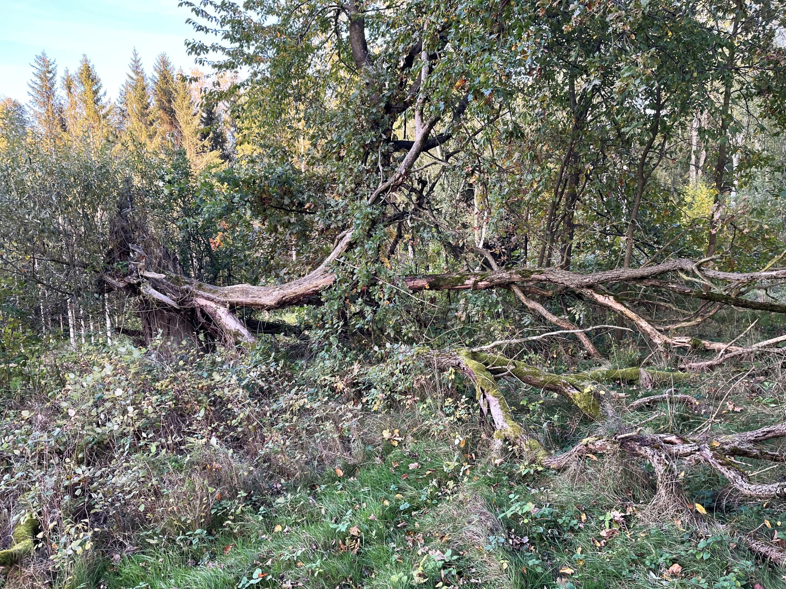 Naturwald-Nov-2024 Naturwald Hirschgrund bei Ostritz, liegendes Totholz